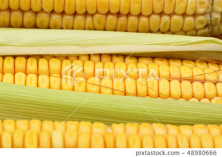 Fresh corn and leaves, full frame Fresh corn and leaves, full frame 48980666