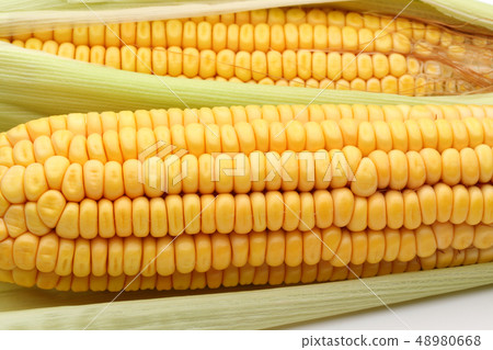 Fresh corn and leaves, full frame Fresh corn and leaves, full frame 48980668
