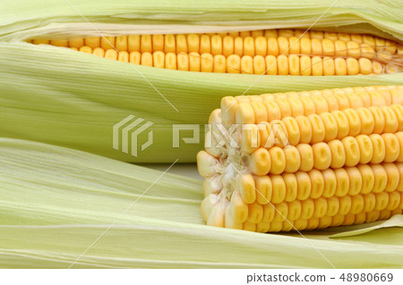 Fresh corn and leaves, full frame Fresh corn and leaves, full frame 48980669