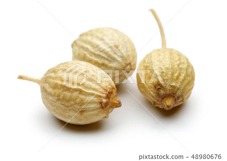 Dry coriander seeds isolated on white Dry coriander seeds isolated on white 48980676