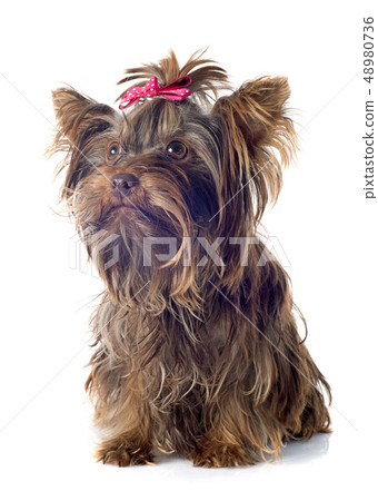 chocolate yorkshire terrier 48980736