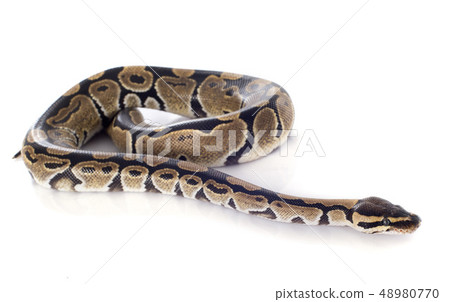 Python regius 48980770