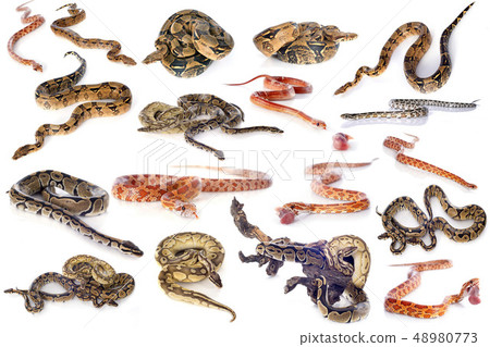 group of snakes group of snakes 48980773