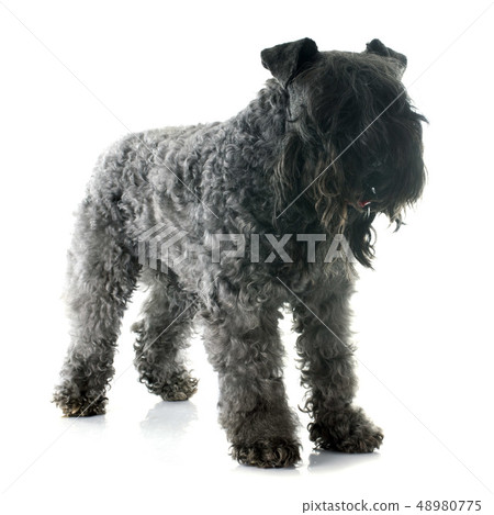 kerry blue terrier kerry blue terrier 48980775