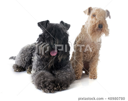 kerry blue and lakeland terrier kerry blue and lakeland terrier 48980780