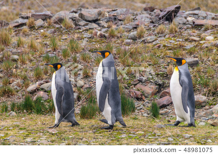 Three King Penguins at Fortuna Bay 48981075