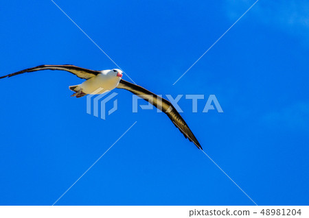 Black-Browed Albatross in Flight 48981204