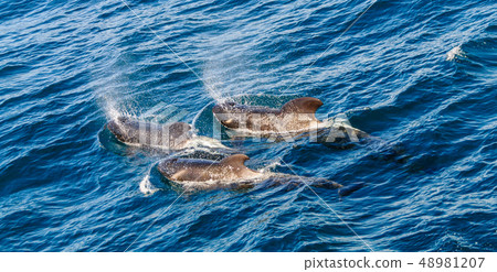 Long-Finned Pilot Whales in the Southern Atlantic Ocean 48981207