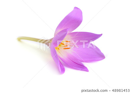 Colchicum flower isolated on white background Colchicum flower isolated on white background 48981453