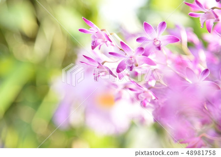 石斛Dendrobium 48981758