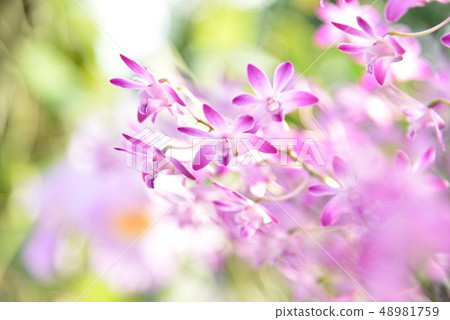 石斛Dendrobium 48981759