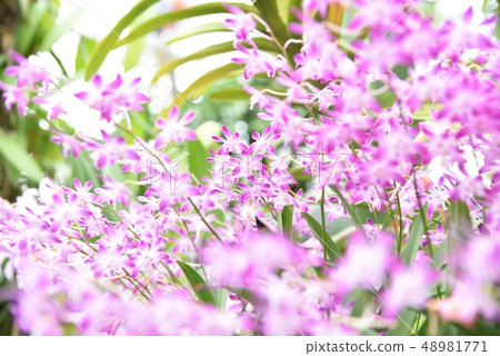 Dendrobium Dendrobum 48981771