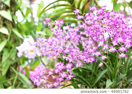 石斛Dendrobium 48981782