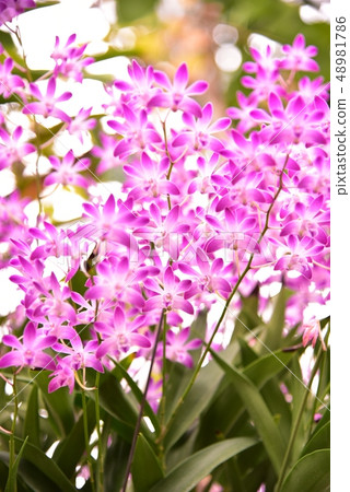 石斛Dendrobium 48981786
