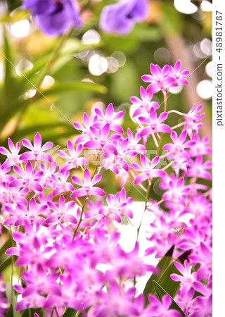 石斛Dendrobium 48981787