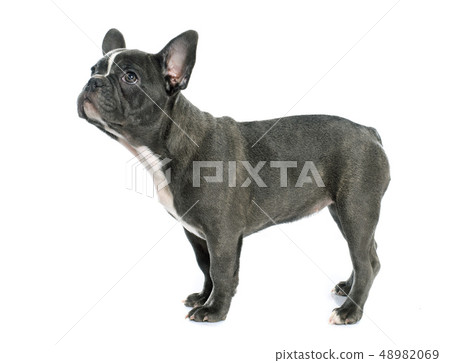 puppy french bulldog 48982069