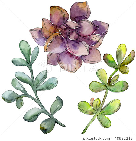 Jungle botanical succulent flower. Watercolor background illustration set. Isolated succulent 48982213