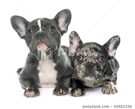 puppies french bulldog 48982288