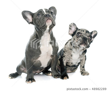 puppies french bulldog 48982289