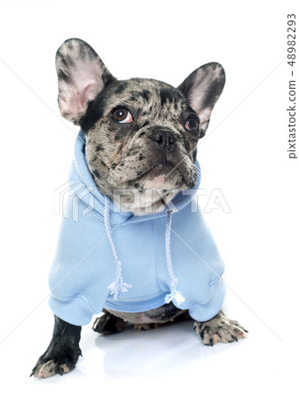 dressed puppy french bulldog dressed puppy french bulldog 48982293