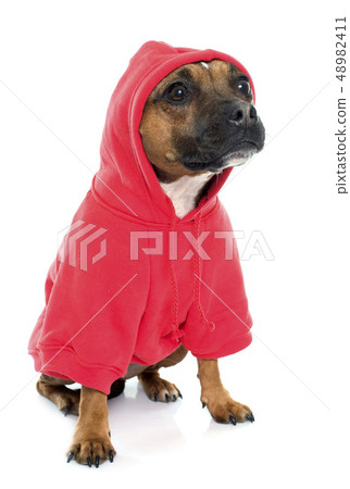 dressed stafforshire bull terrier 48982411