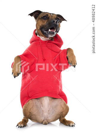 dressed stafforshire bull terrier dressed stafforshire bull terrier 48982412