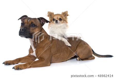 stafforshire bull terrier and chihuahua 48982414