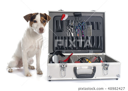 jack russel terrier jack russel terrier 48982427