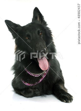 belgian shepherd Groenendael belgian shepherd Groenendael 48982437