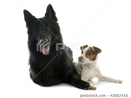 jack russel terrier and Groenendael jack russel terrier and Groenendael 48982438