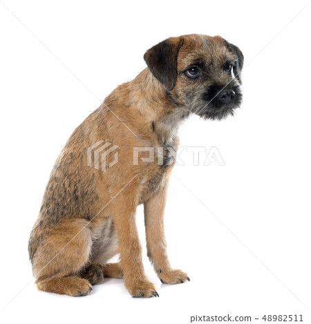 purebred border terrier purebred border terrier 48982511
