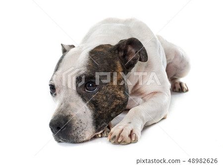 stafforshire bull terrier 48982626