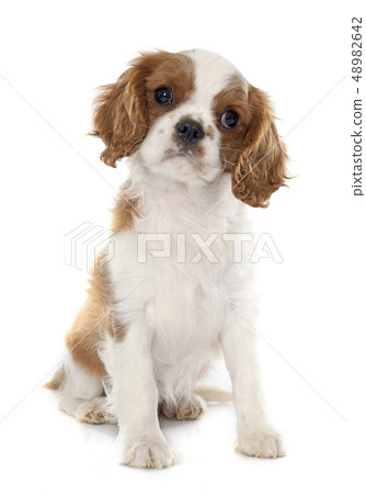 puppy cavalier king charles 48982642