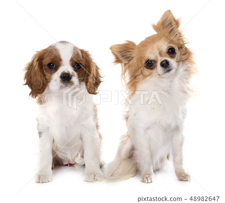 puppy cavalier king charles and chihuahua puppy cavalier king charles and chihuahua 48982647