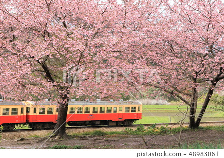 道島小島“河津櫻花盛開,當地火車” 道島小島“河津櫻花盛開,當地火車” 48983061