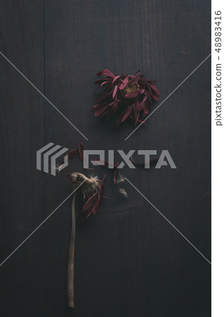 Withered flower Gerbera Withered flower Flower 48983416
