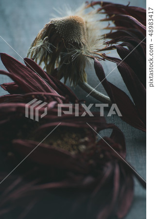 Withered flower Gerbera Withered flower Flower Withered flower Gerbera Withered flower Flower 48983417