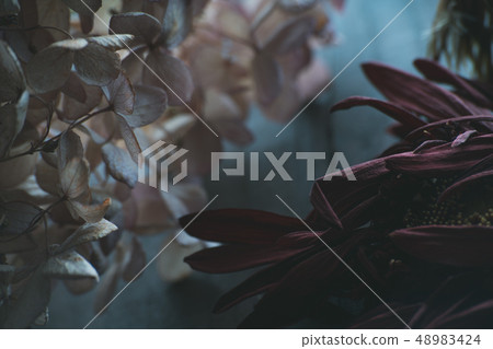 枯萎的花非洲菊枯萎的花花 48983424