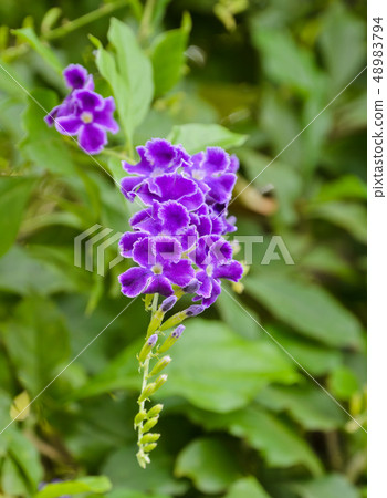 Golden Dewdrop flower 48983794