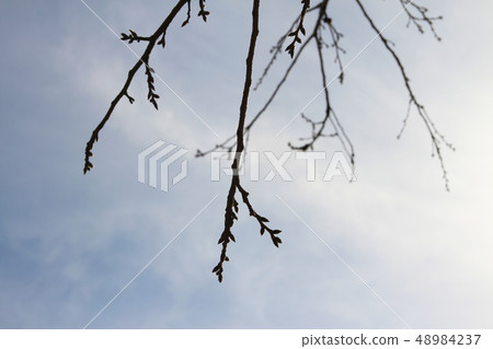 冬天的天空和樹枝 冬天的天空和樹枝 48984237