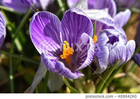 Crocus (flower saffron) 48984260