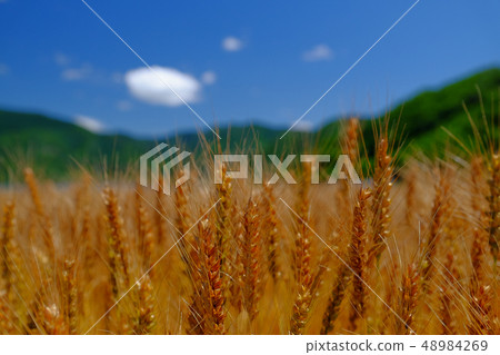 Wheat field 48984269
