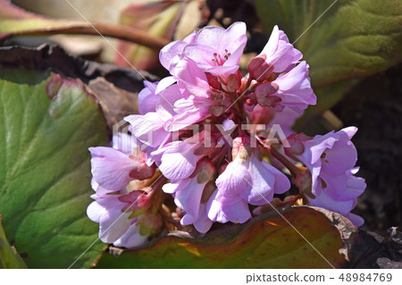 Himalaya Yukinoshita (Himalaya under the snow) Himalaya Yukinoshita (Himalaya under the snow) 48984769