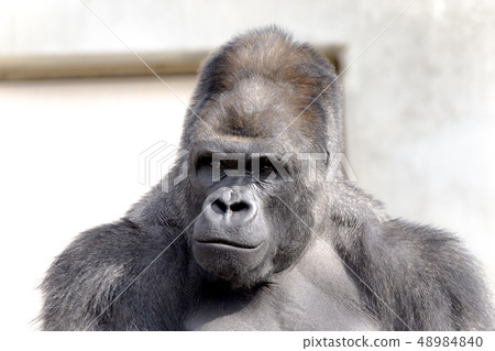 Gorilla Nishi Lowland Gorilla 48984840