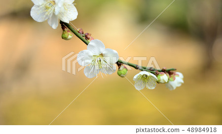 梅花 梅花 48984918