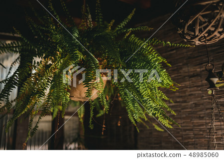 多汁龍舌蘭仙人掌綠色沙漠市場 多汁龍舌蘭仙人掌綠色沙漠市場 48985060