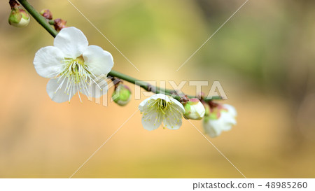 Plum blossom Plum blossom 48985260