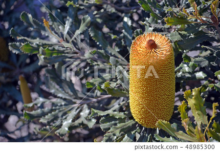 Australian native Golden Stalk Banksia flowers Australian native Golden Stalk Banksia flowers 48985300