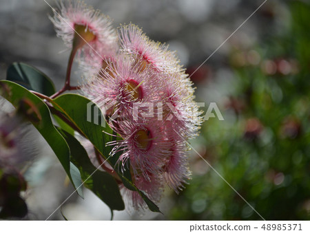 Australian native Pink Corymbia blossoms 48985371