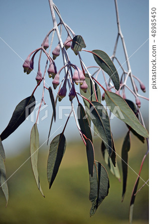 Australian Eucalyptus caesia buds and leaves Australian Eucalyptus caesia buds and leaves 48985450